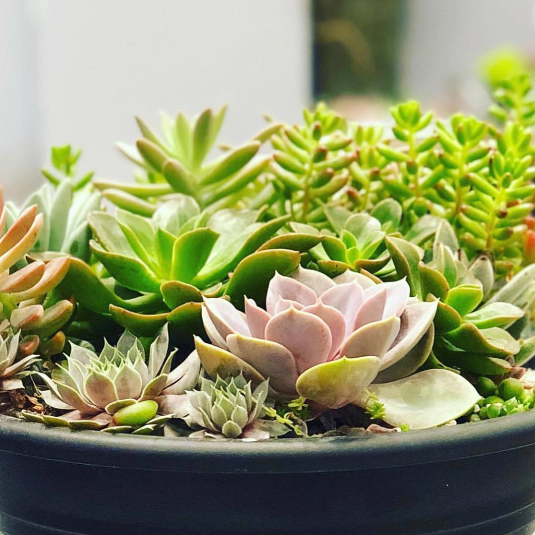 Aqua at Lakeshore East - Pottery, Plant