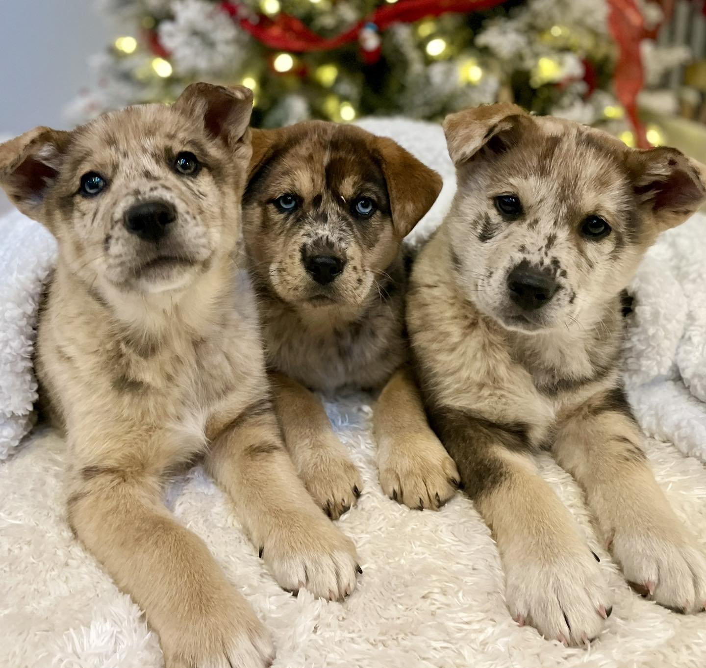 Leinbach - Animal, Canine, Dog