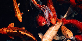 City North - Animal, Carp, Fish