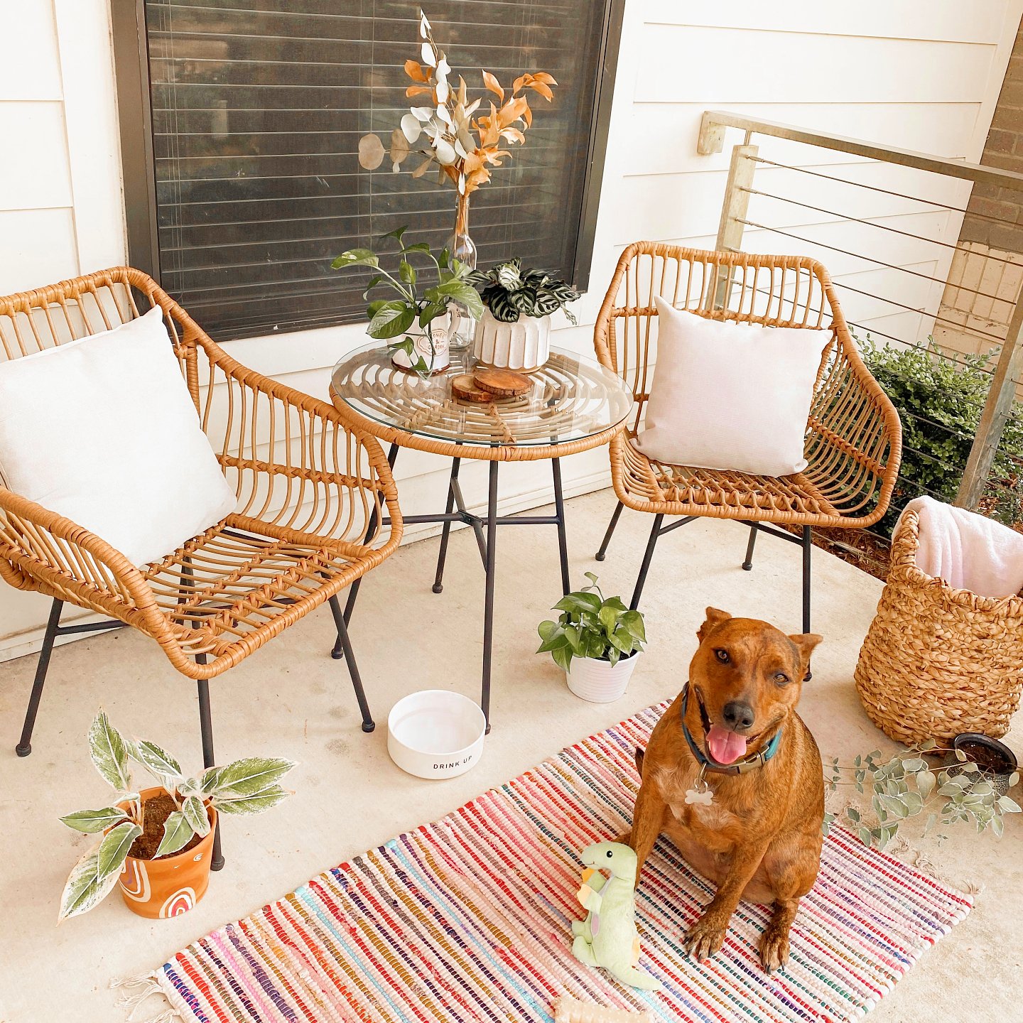 Bowman Pointe - Dog, Rug, Room