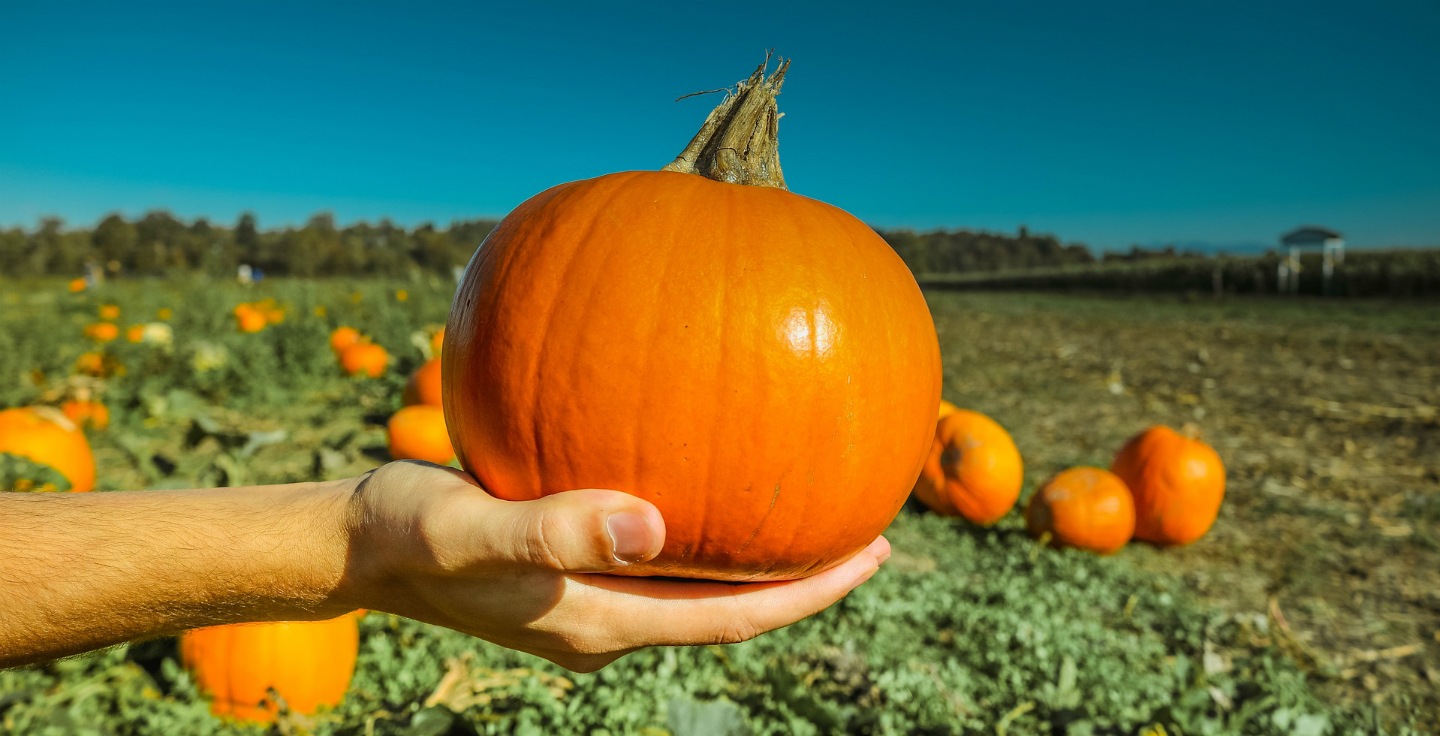 Bowman Pointe - Plant