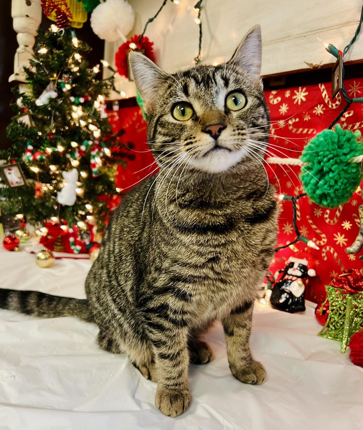 Leinbach - Christmas, Christmas Decorations, Festival